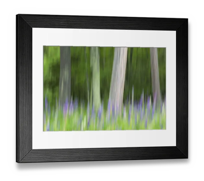 Framed Print : Abstract artistic blur of trees and lupine (Lupinus) blossoms, Wisconsin, USA