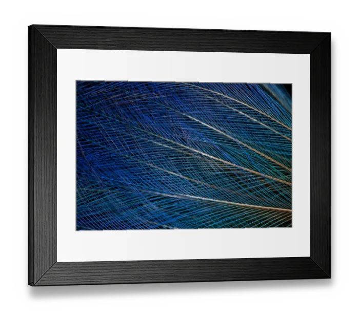 Framed Print : Extreme close-up of top knot feathers of blue Bird of Paradise