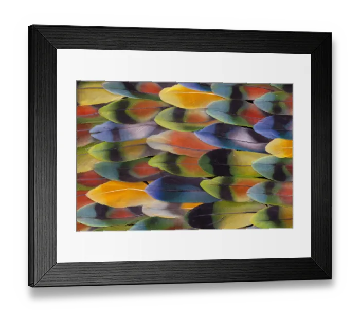 Framed Print : Extreme close-up of Lovebird tail feathers in multicolored display Framed Print : Extreme close-up of Lovebird tail feathers in multicolored display