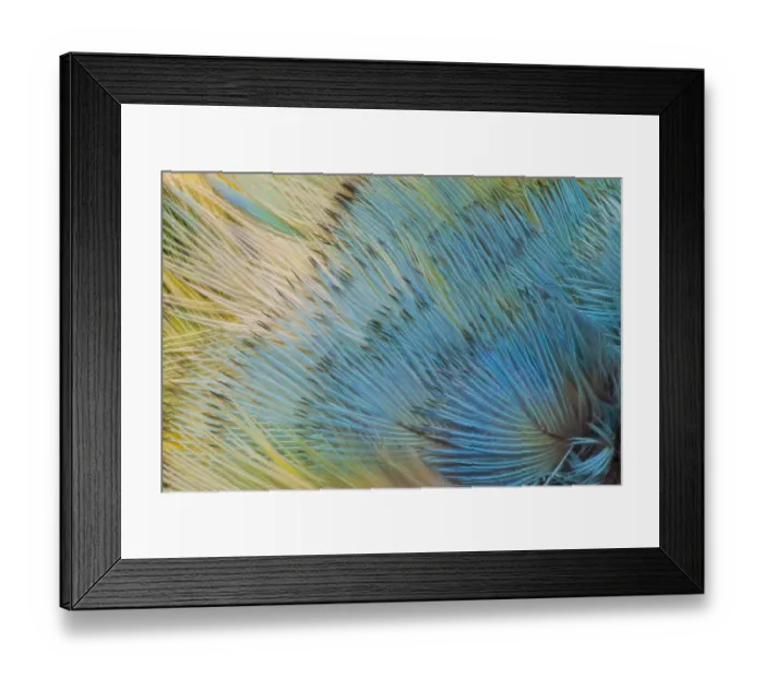Framed Print : Extreme close-up of Yellow-headed Amazon Parrot(Amazona oratrix) Framed Print : Extreme close-up of Yellow-headed Amazon Parrot(Amazona oratrix)