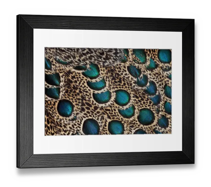 Framed Print : Extreme close-up of Malay Peacock-pheasant (Polyplectron malacense) feathers with blue circles Framed Print : Extreme close-up of Malay Peacock-pheasant (Polyplectron malacense) feathers with blue circles