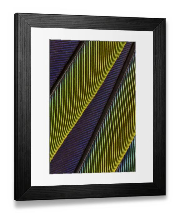 Framed Print : Extreme close-up of Jenday Conure (Aratinga jandaya) feathers Framed Print : Extreme close-up of Jenday Conure (Aratinga jandaya) feathers