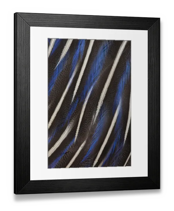 Framed Print : Extreme close-up of breast feathers of Vulturine Guineafowl (Acryllium vulturinum) Framed Print : Extreme close-up of breast feathers of Vulturine Guineafowl (Acryllium vulturinum)