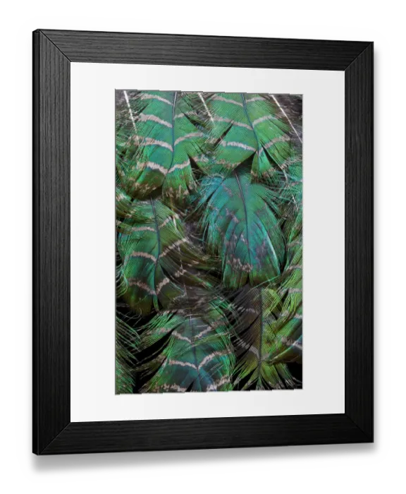 Framed Print : Extreme close-up of Peacock feather design layering
