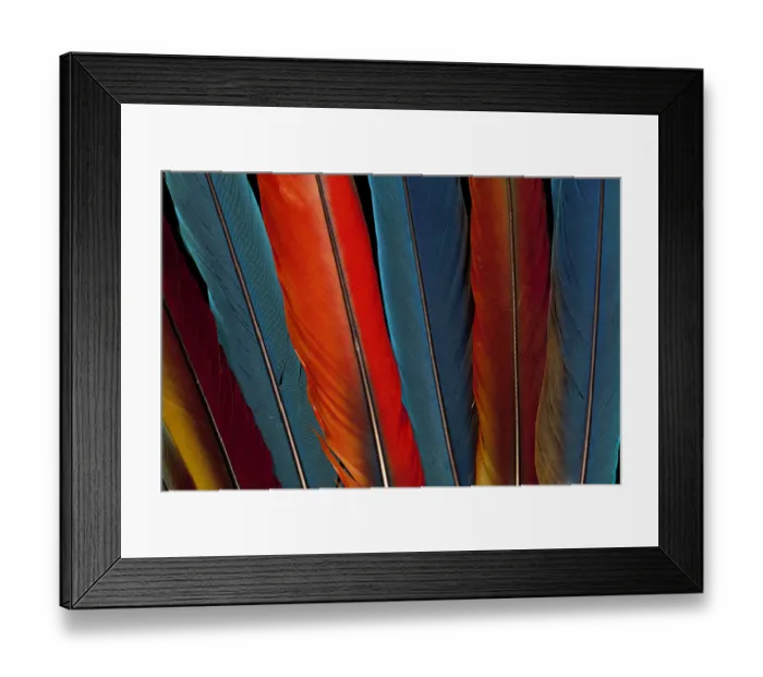 Framed Print : Extreme close-up of Scarlet Macaw (Ara macao) tail feathers Framed Print : Extreme close-up of Scarlet Macaw (Ara macao) tail feathers