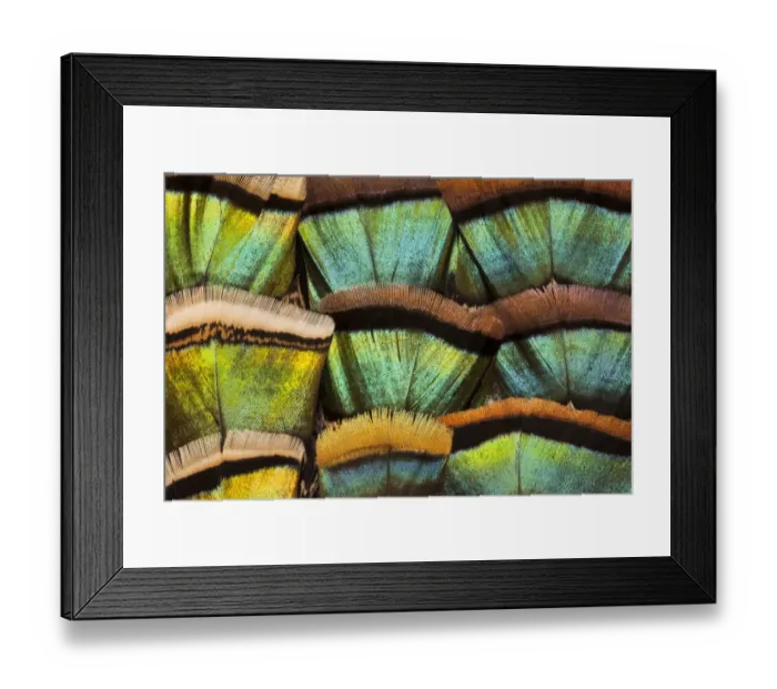 Framed Print : Extreme close-up of Oscillated Turkey (Meleagris ocellata) feather pattern Framed Print : Extreme close-up of Oscillated Turkey (Meleagris ocellata) feather pattern