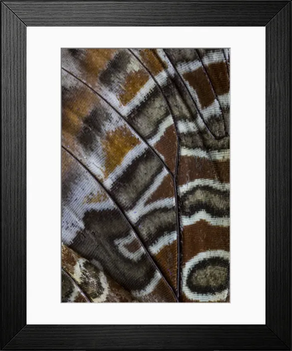 Framed Print : Extreme close-up of wing pattern of tropical butterfly Framed Print : Extreme close-up of wing pattern of tropical butterfly