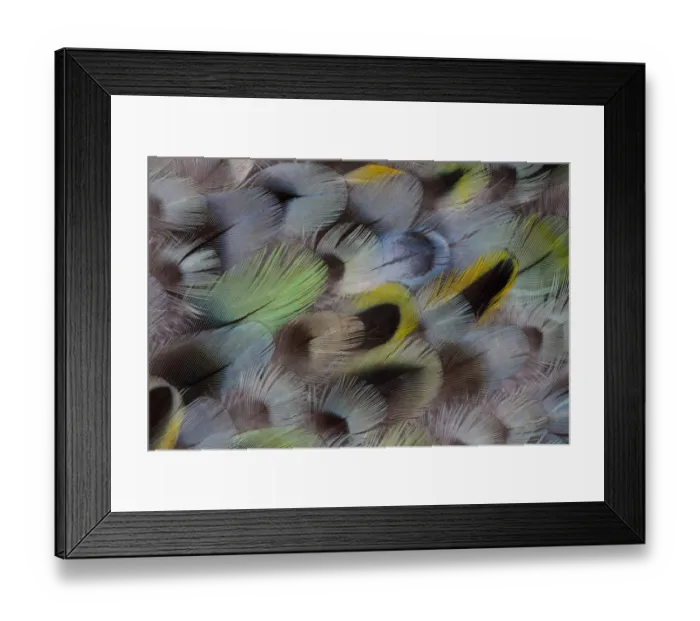 Framed Print : Extreme close-up of Rosella feather design Framed Print : Extreme close-up of Rosella feather design