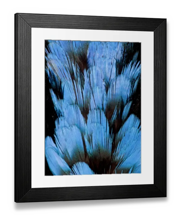 Framed Print : Extreme close-up of Hooded Pita (Pitta sordida) feathers Framed Print : Extreme close-up of Hooded Pita (Pitta sordida) feathers