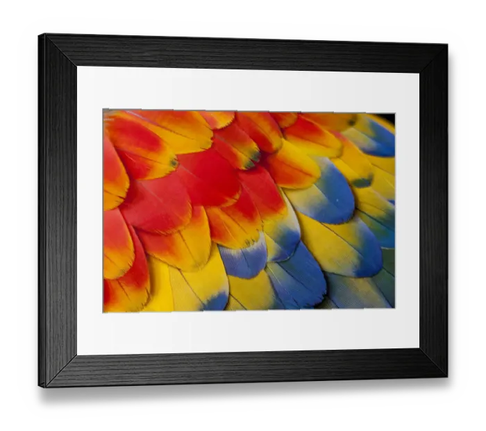 Framed Print : Extreme close-up of shoulder coverts feathers of Scarlet Macaw (Ara macao) Framed Print : Extreme close-up of shoulder coverts feathers of Scarlet Macaw (Ara macao)
