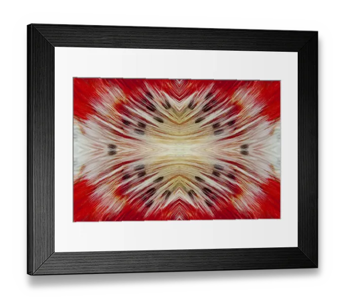 Framed Print : Extreme close-up of Bearded Barbet (Lybius dubius) feathers Framed Print : Extreme close-up of Bearded Barbet (Lybius dubius) feathers