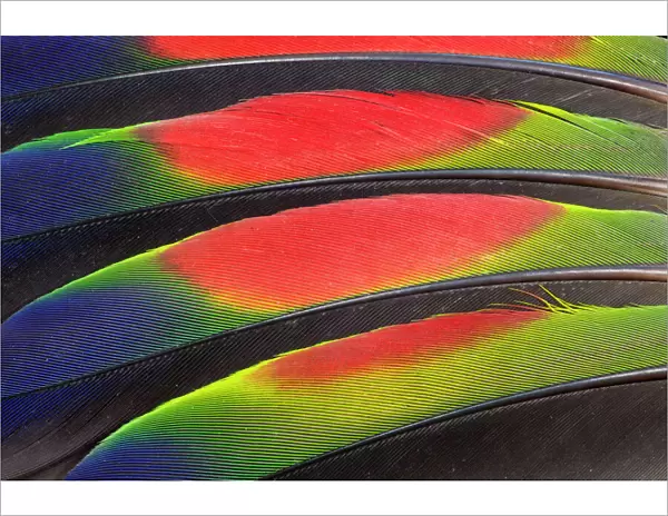 Extreme close-up of colorful wing feathers of Amazon Parrot