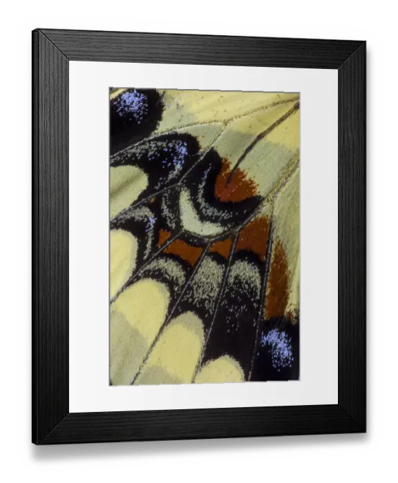 Framed Print : Extreme close-up of wing pattern of tropical butterfly Framed Print : Extreme close-up of wing pattern of tropical butterfly