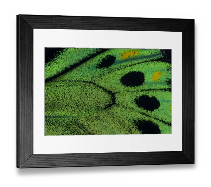 Framed Print : Extreme close-up of wing pattern of tropical butterfly Framed Print : Extreme close-up of wing pattern of tropical butterfly