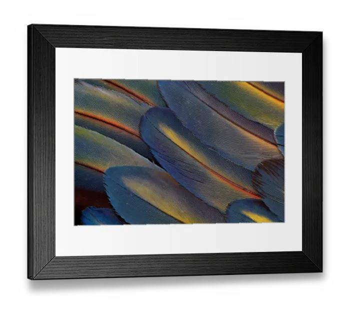 Framed Print : Extreme close-up of wing feathers fanned out Scarlet Macaw (Ara macao)