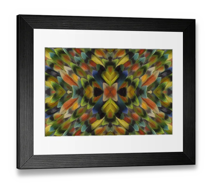 Framed Print : Extreme close-up of Lovebird tail feathers in multicolored display Framed Print : Extreme close-up of Lovebird tail feathers in multicolored display
