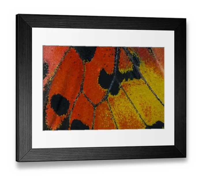 Framed Print : Extreme close-up of wing pattern of tropical butterfly Framed Print : Extreme close-up of wing pattern of tropical butterfly