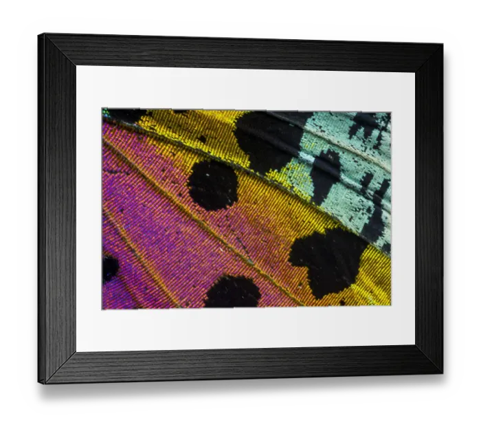 Framed Print : Extreme close-up of wing pattern of tropical butterfly Framed Print : Extreme close-up of wing pattern of tropical butterfly