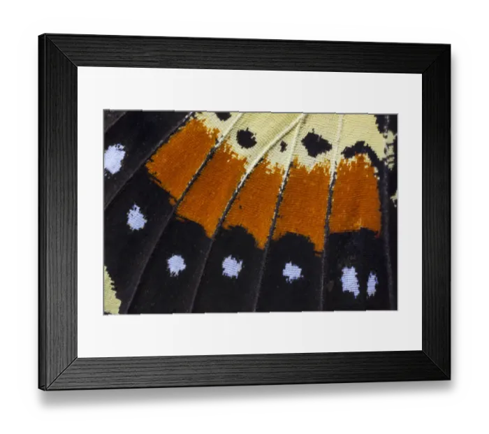 Framed Print : Extreme close-up of wing pattern of tropical butterfly