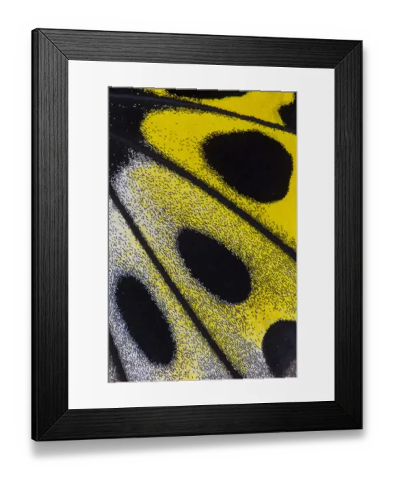 Framed Print : Extreme close-up of wing pattern of tropical butterfly Framed Print : Extreme close-up of wing pattern of tropical butterfly