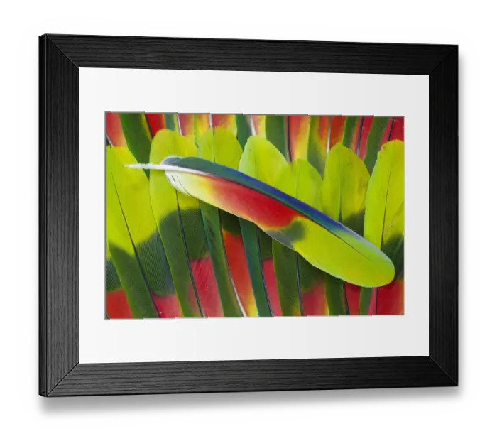 Framed Print : Extreme close-up of Amazon Parrot tail feathers Framed Print : Extreme close-up of Amazon Parrot tail feathers