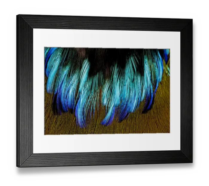 Framed Print : Extreme close-up of chest feathers of Motmot Framed Print : Extreme close-up of chest feathers of Motmot