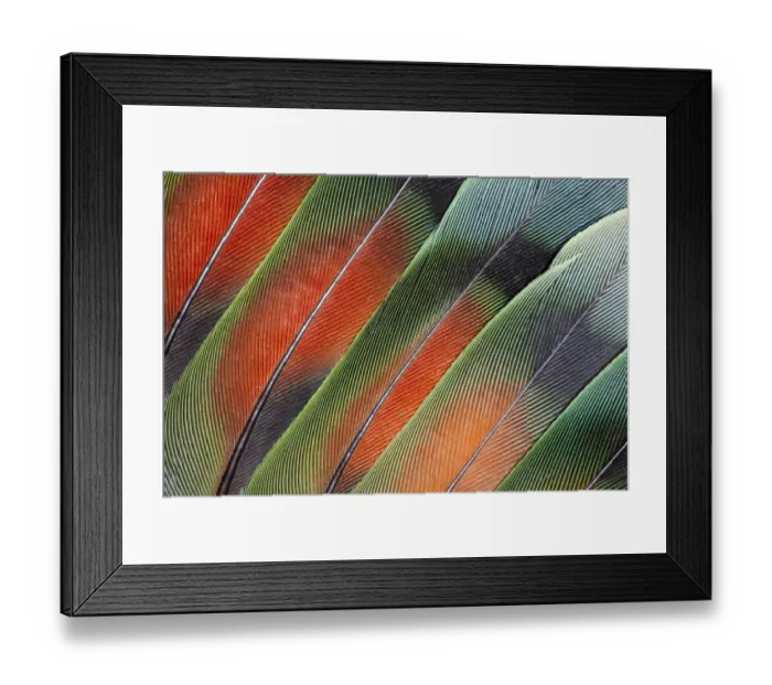 Framed Print : Extreme close-up of fanned out Lovebird tail feathers Framed Print : Extreme close-up of fanned out Lovebird tail feathers