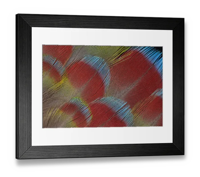 Framed Print : Extreme close-up of Hawk-headed Parrot (Deroptyus accipitrinus) feathers fanned out Framed Print : Extreme close-up of Hawk-headed Parrot (Deroptyus accipitrinus) feathers fanned out