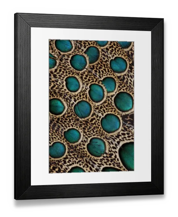 Framed Print : Extreme close-up of Malay Peacock-pheasant (Polyplectron malacense) feathers with blue circles Framed Print : Extreme close-up of Malay Peacock-pheasant (Polyplectron malacense) feathers with blue circles