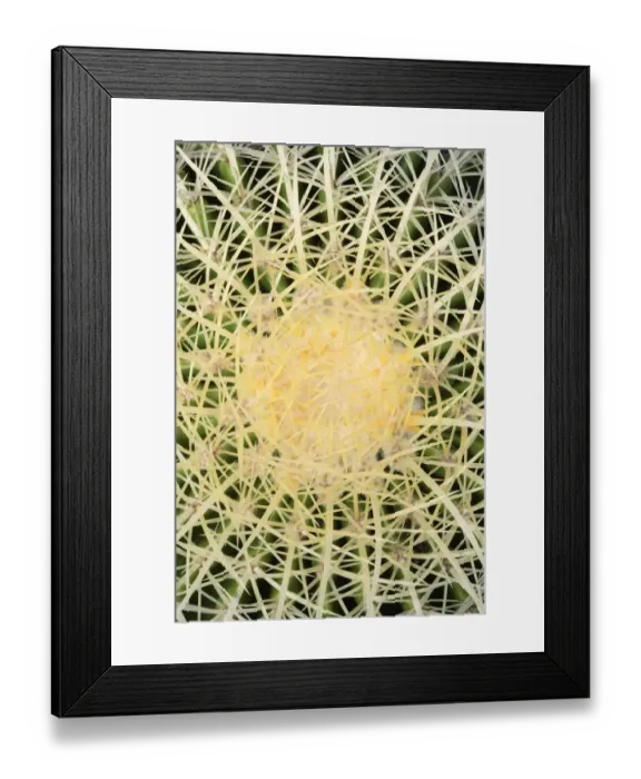 Framed Print : Overhead View of a Mother-in-laws Chair (Echinocactus grusonii) Framed Print : Overhead View of a Mother-in-laws Chair (Echinocactus grusonii)