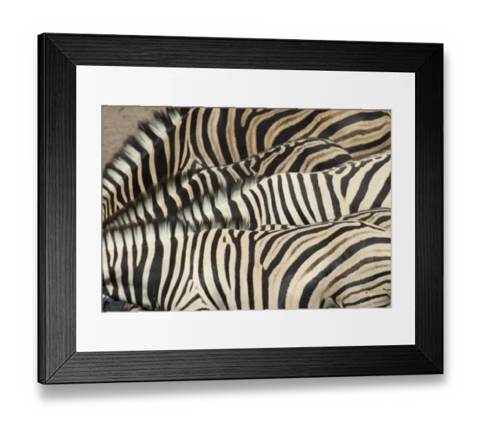 Framed Print : animal themes, bending, burchells zebra, conformity, day, equus burchellii, four animals Framed Print : animal themes, bending, burchells zebra, conformity, day, equus burchellii, four animals