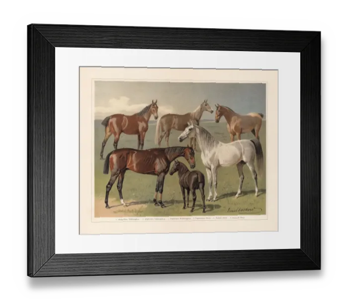 Framed Print : Horse breeds, chromolithograph, published in 1897 Framed Print : Horse breeds, chromolithograph, published in 1897