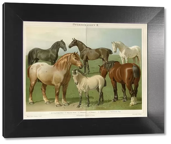 Horse breeds Chromolithograph 1896
