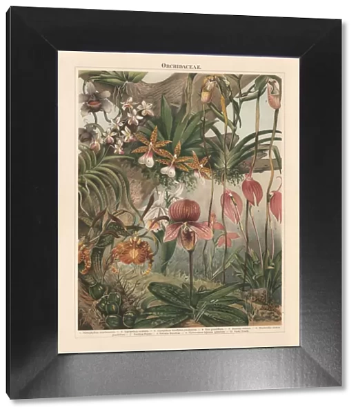 Orchids (Orchidaceae), chromolithograph, published in 1897