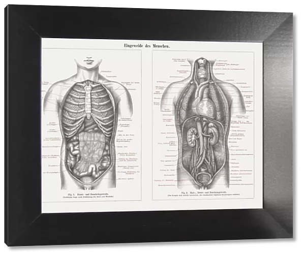 Internal organs in human anatomy, wood engravings, published in 1897