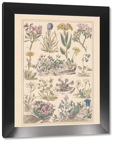 Alpine plants, hand-colored lithograph, published in 1890
