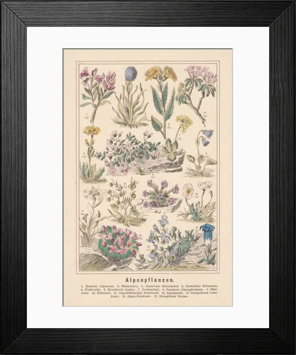 Framed Print : Alpine plants, hand-colored lithograph, published in 1890 Framed Print : Alpine plants, hand-colored lithograph, published in 1890
