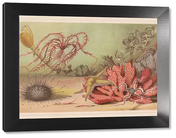 Echinoderm, lithograph, published in 1868
