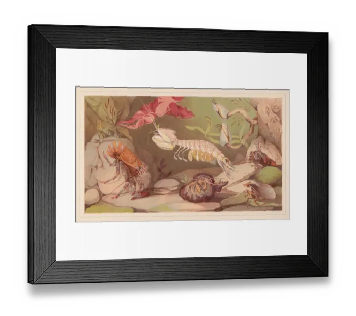 Framed Print : Crustaceans, lithograph, published in 1868