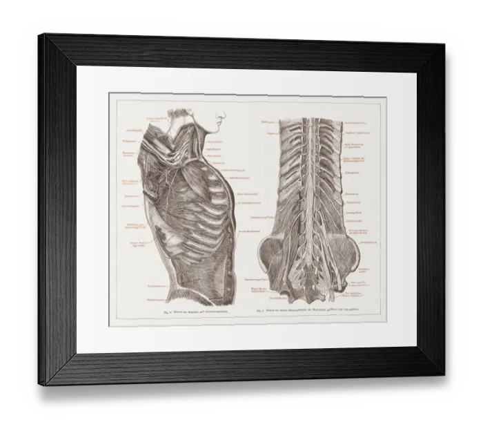 Framed Print : Nervous system of humans, lithograph, published in 1877 Framed Print : Nervous system of humans, lithograph, published in 1877