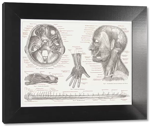 Nervous system of humans, lithograph, published in 1877