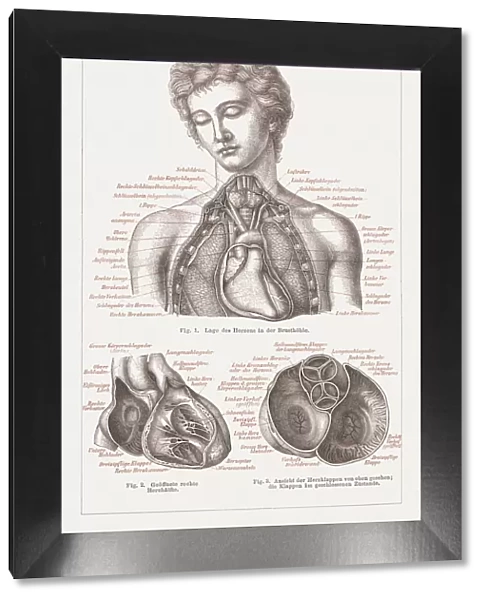 Anatomy of the human heart, lithograph, published in 1876