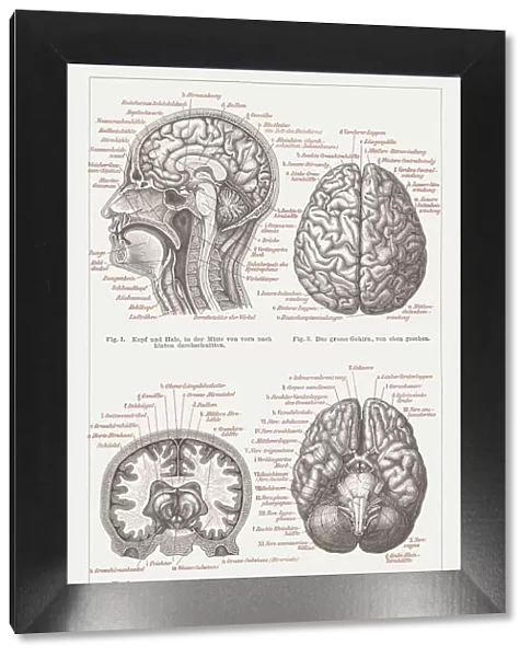 Anatomy of the human brain, lithograph, published in 1876