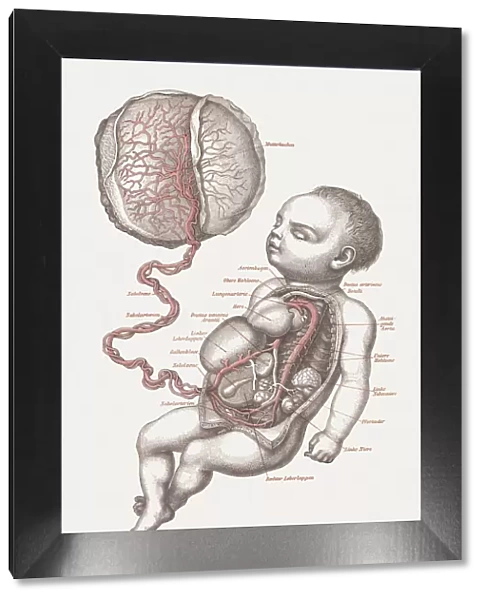 Anatomy of the human fetus, lithograph, published in 1875
