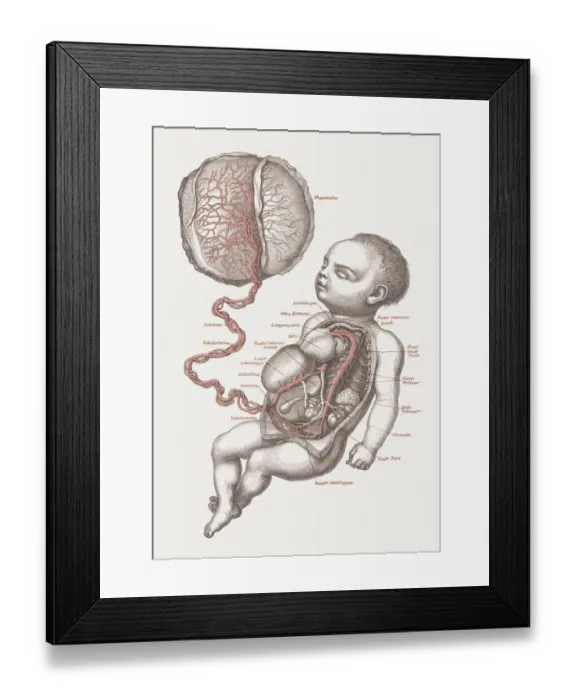 Framed Print : Anatomy of the human fetus, lithograph, published in 1875 Framed Print : Anatomy of the human fetus, lithograph, published in 1875