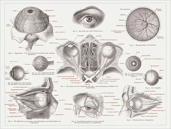 Anatomy of the human eye, lithograph, published in 1874