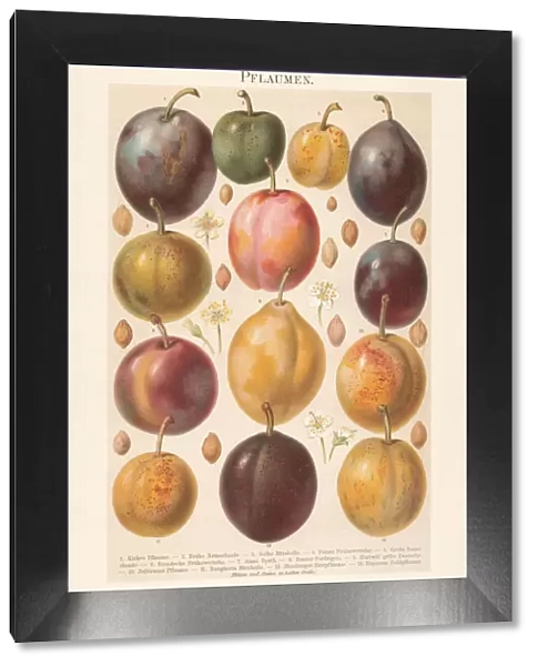 Various plums with blossoms and plum stones, chromolithograph, published 1897