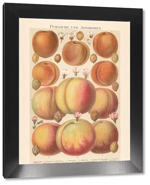 Peaches and apricots with blossoms and stones, chromolithograph, published 1897