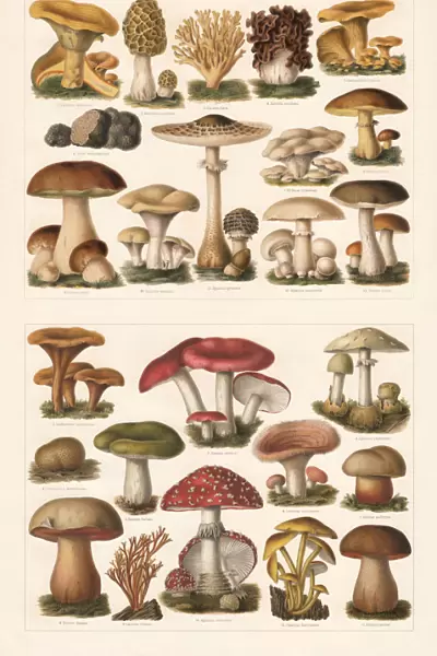 Edible and toxic mushrooms, chromolithograph, published in 1897