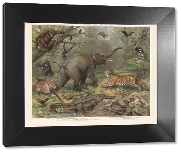 Asian wildlife, chromolithograph, published in 1897